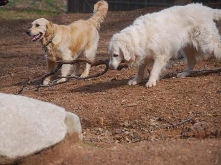 Dogs playing at Double Dog Ranch!