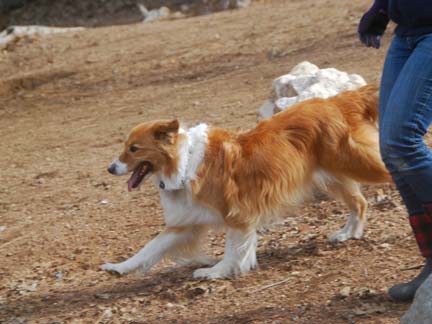 Dogs playing at Double Dog Ranch!