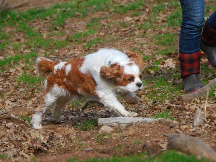 Dogs playing at Double Dog Ranch!