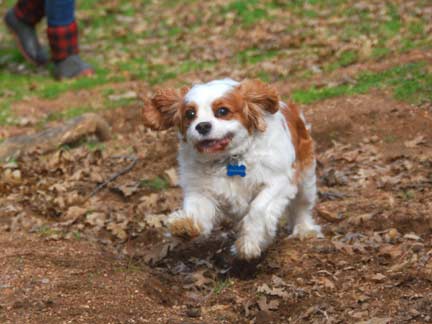 Dogs playing at Double Dog Ranch!