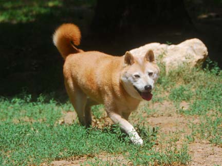 Dogs having fun at DDR California!