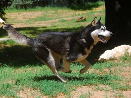 Dogs having fun at DDR California!