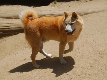 Dogs having fun at DDR California!