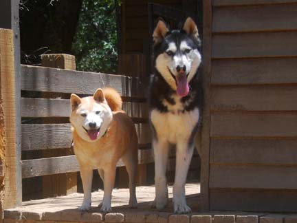 Dogs having fun at DDR California!