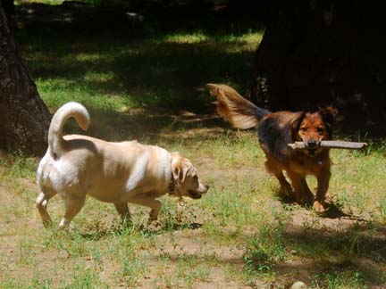 Dogs having fun at DDR California!