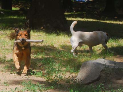 Dogs having fun at DDR California!