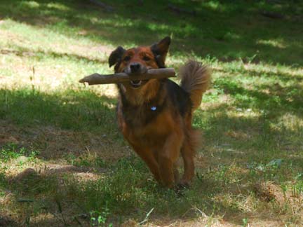 Dogs having fun at DDR California!