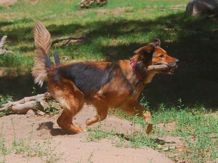 Dogs having fun at DDR California!