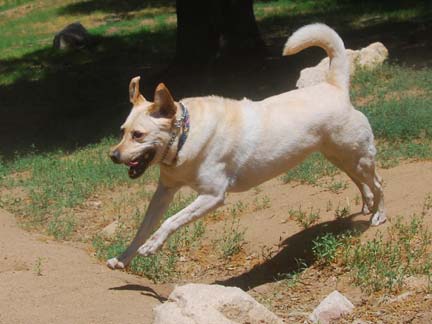 Dogs having fun at DDR California!