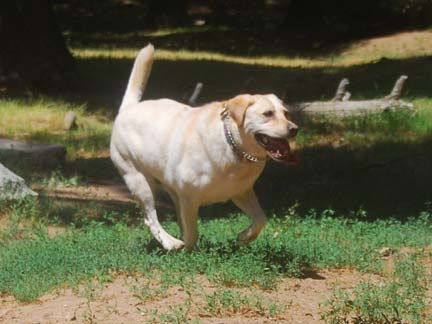 Dogs having fun at DDR California!