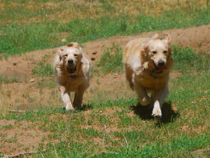 Dogs having fun at DDR California!